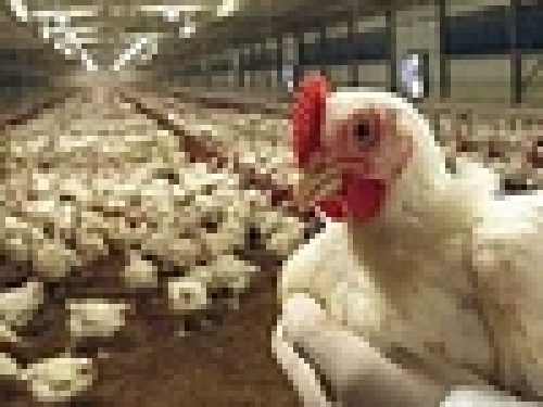 FOCOLAIO DI AVIARIA NEL FERRARESE, CONTROLLI SERRATI