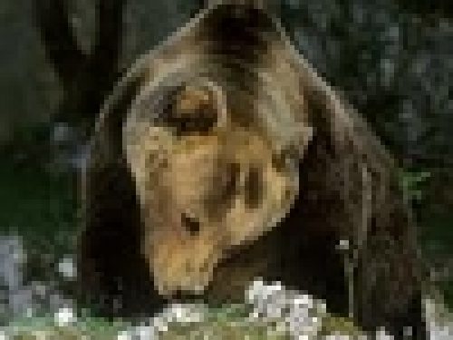 QUANDO L’ORSO NON FA NOTIZIA