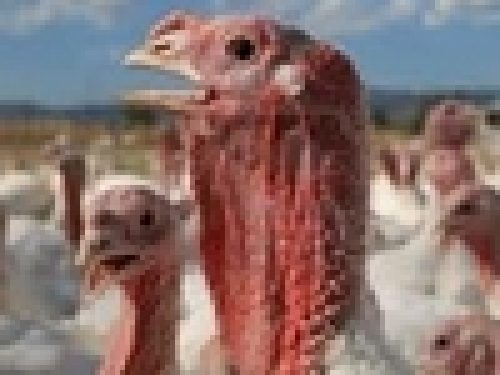 AVIARIA: ZANONI, FERMIAMO LA CACCIA IN EMILIA ROMAGNA