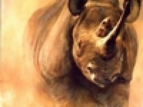 STRAGE DI RINOCERONTI IN SUDAFRICA