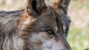CACCIATORI FRANCESI, BIODIVERSITA’ E ECOLOGISTI SALOTTIERI
