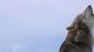 PER LE CACCIATRICI FEDERCACCIA SUL LUPO SI STANNO PRENDENDO INIZIATIVE