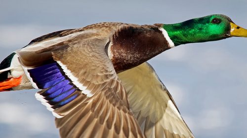 PROGETTO “MALLARD” ACMA MARCHE. AZIONI PIÙ INCISIVE PER GLI OPPORTUNISTI