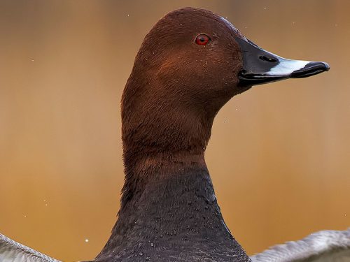 CALENDARIO VENATORIO SARDO: SI REINSERISCANO GLI ACQUATICI ESCLUSI