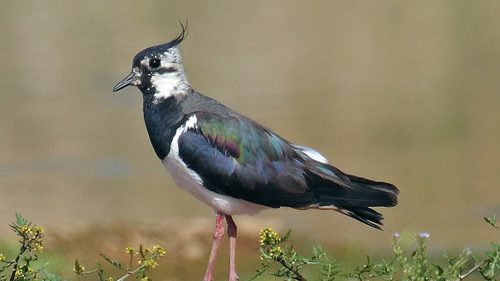 APPROVATO IL PIANO DI GESTIONE DELLA PAVONCELLA. UN SUCCESSO E UNA SFIDA