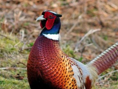 TOSCANA CACCIA E RICORSO AL TAR