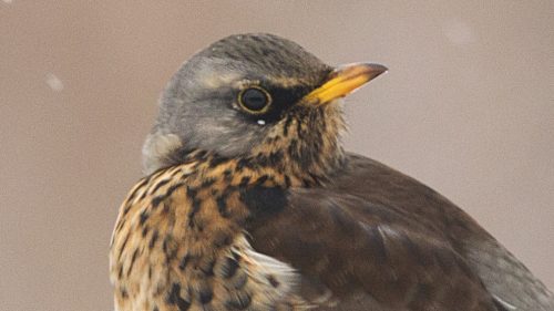 SALVI TRE CAPANNI VICINI AL SIC VALPREDINA GRAZIE ALL’OTTIMO LAVORO DI FEDERCACCIA. WWF CONDANNATO A RIFONDERE LE SPESE