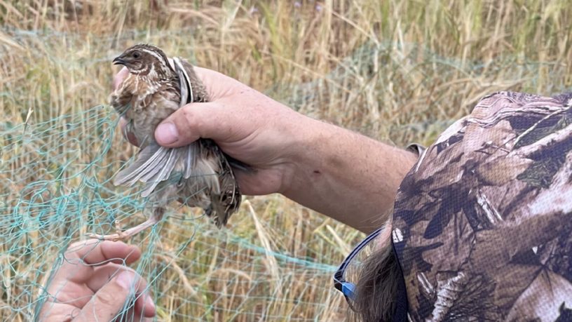 FEDERCACCIA ALLO STAGE FORMATIVO FACE SUL PROGETTO SPAGNOLO SULLA QUAGLIA
