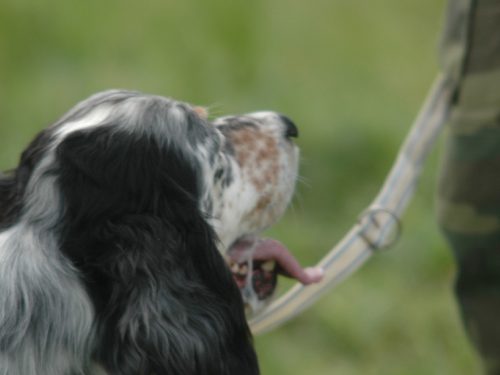 AMBIENTE E ANIMALI IN COSTITUZIONE. PREVALE LA SOBRIETA’