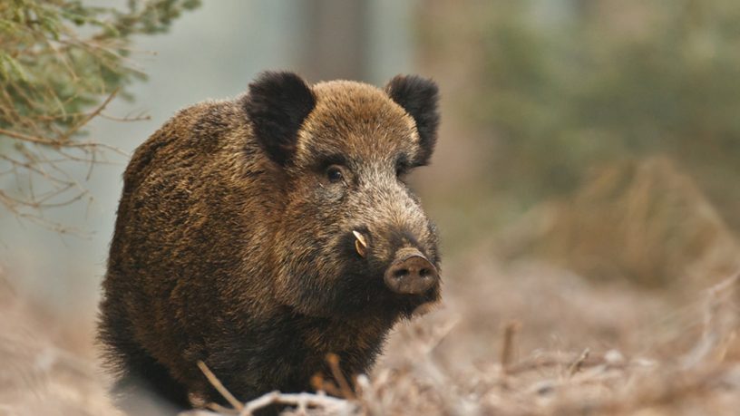 TAR MARCHE: LA BRACCATA NON E’ TECNICA DI CONTROLLO DEL CINGHIALE