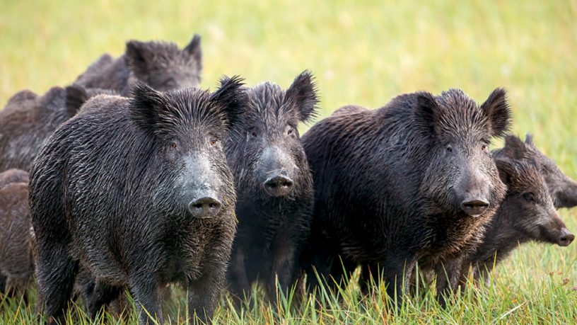 PARCO DELLA MURGIA: SI INTENSIFICA IL CONTROLLO DEL CINGHIALE