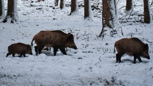 PESTE SUINA AFRICANA: CALABRIA FINE DELLE RESTRIZIONI