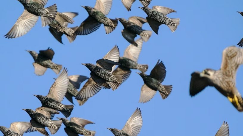 SVOLTA PER LE CACCE IN DEROGA