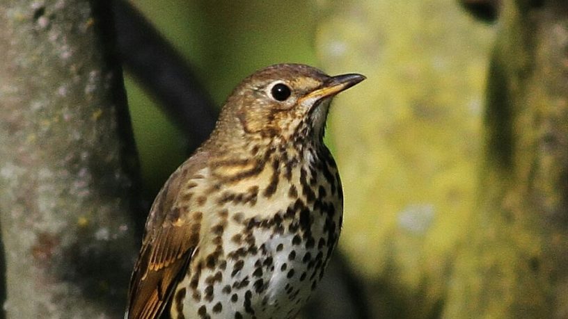 LOLLOBRIGIDA: LA NUOVA LEGGE SULLA CACCIA NON SARA’ IL FAR WEST