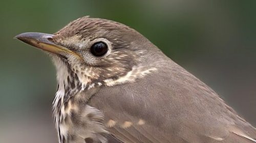 TAR CALABRIA: LA REGIONE DEVE DEFINIRE IL CARNIERE MASSIMO DI STAGIONE PER TORDO E CESENA