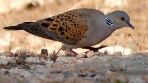 CONGRESSO IUGB. ACCETTATI DUE LAVORI DELL’UFFICIO AVIFAUNA FIDC