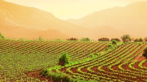 A VERONA CACCIATORI ED AGRICOLTORI IN ACCORDO