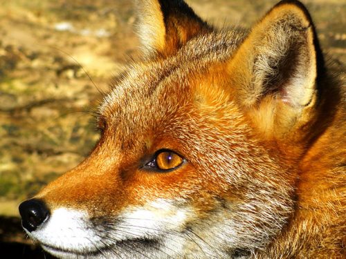 EMILIA ROMAGNA: BATTAGLIA CONTRO SPECIE IMPATTANTI