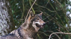 CENSIMENTO NAZIONALE SULLE PREDAZIONI DEI CANI DA PARTE DEL LUPO