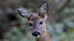 ISPRA: NOTA SU CENSIMENTI DI CERVIDI BOVIDI E GALLIFORMI