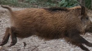 ZOONOSI: LA PANDEMIA COVID-19 E L´ILLUSIONE DELLA NATURA NON CONTAMINATA DALL´ UOMO